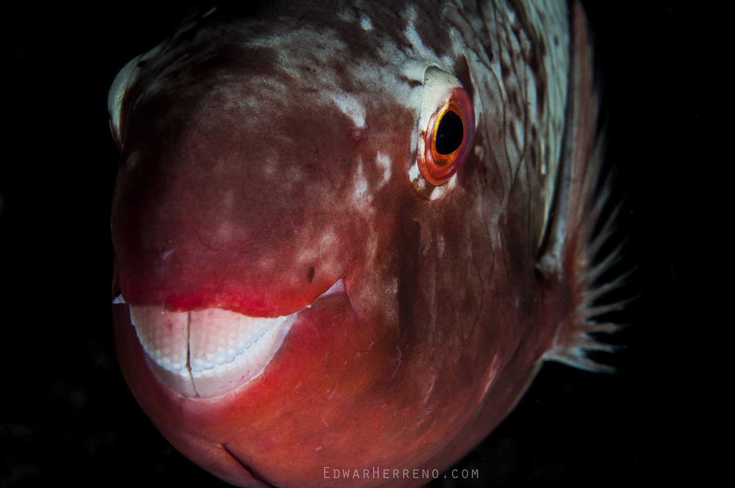 Female Parrotfish - Chatam Bay. Cocos Island - Costa Rica.