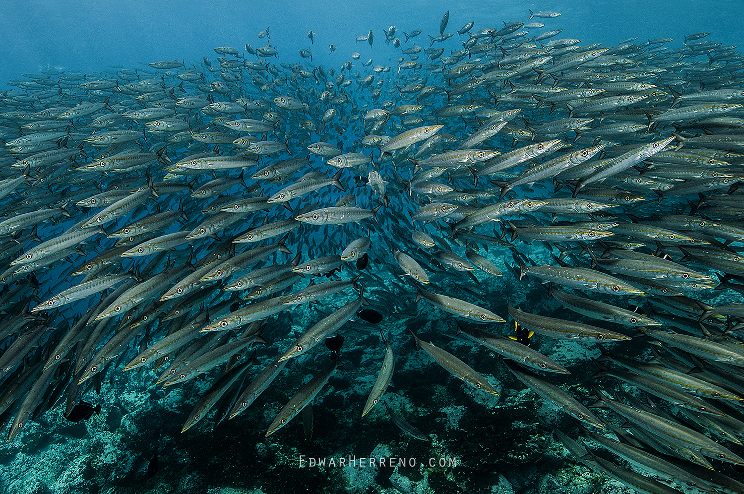 Pacific Barracudas. Malpelo - Colombia.