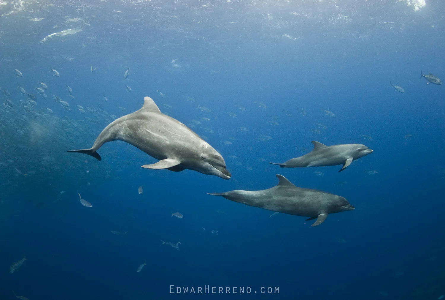 Bottlenose Dolphins. Cocos Island - Costa Rica.