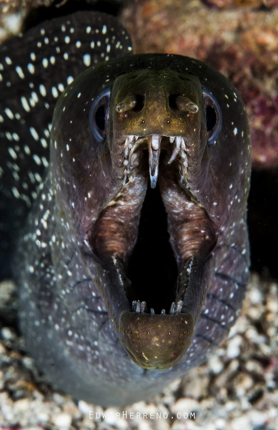 Speckled Moray - Pájara