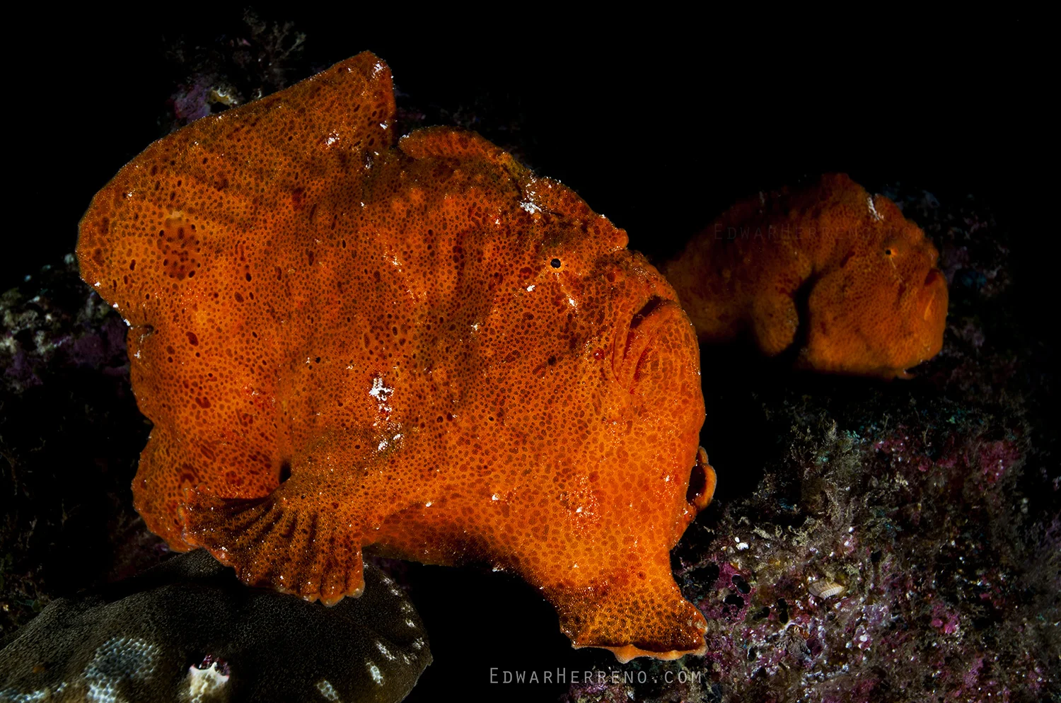Frogfish Couple - Manuelita