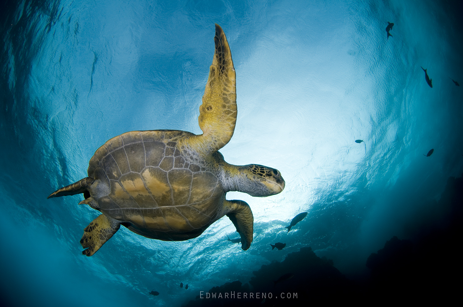 Green Turtle - Dirty Rock. Cocos Island - Costa Rica.