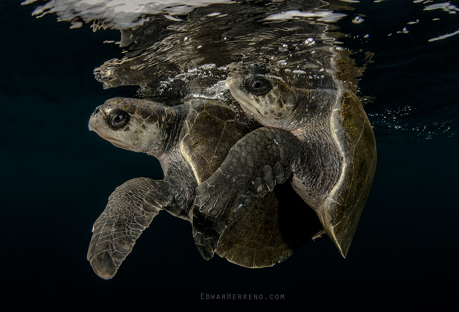 Olive Ridley Turtle Mating. Bat island - Costa Rica.