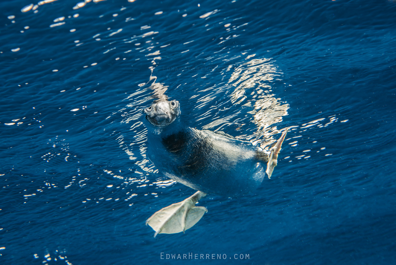 Brown Booby. Cocos Island - Costa Rica.