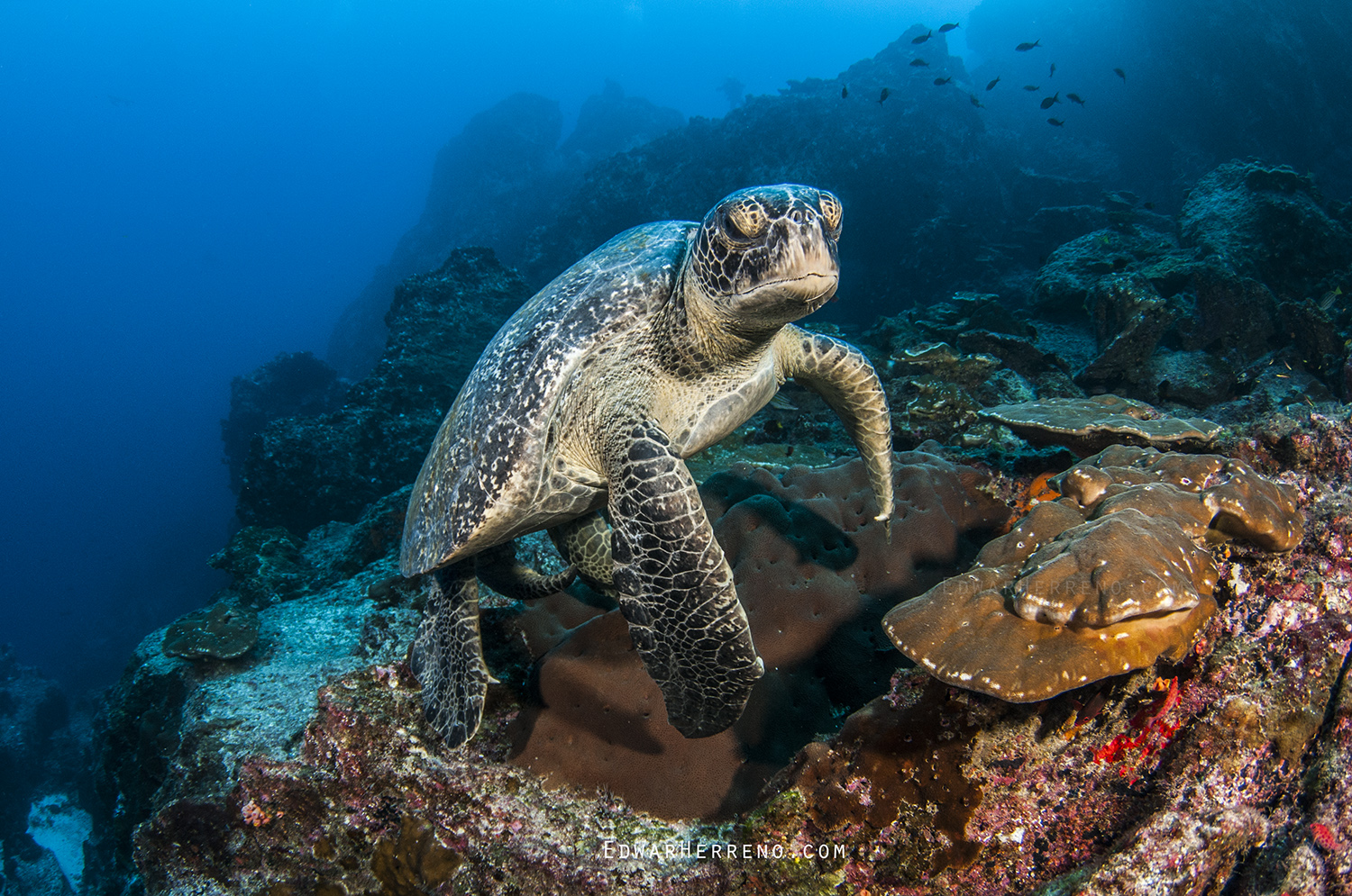 Green Turtle - Dirty Rock. Cocos Island - Costa Rica.