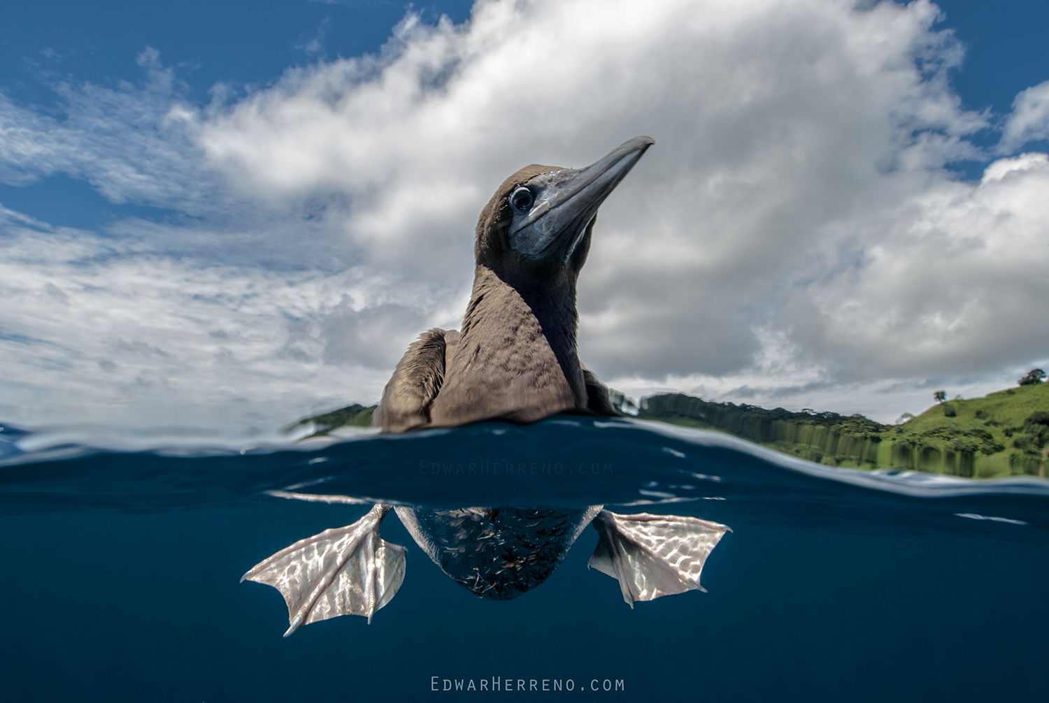 Brown Booby. Cocos Island - Costa Rica.