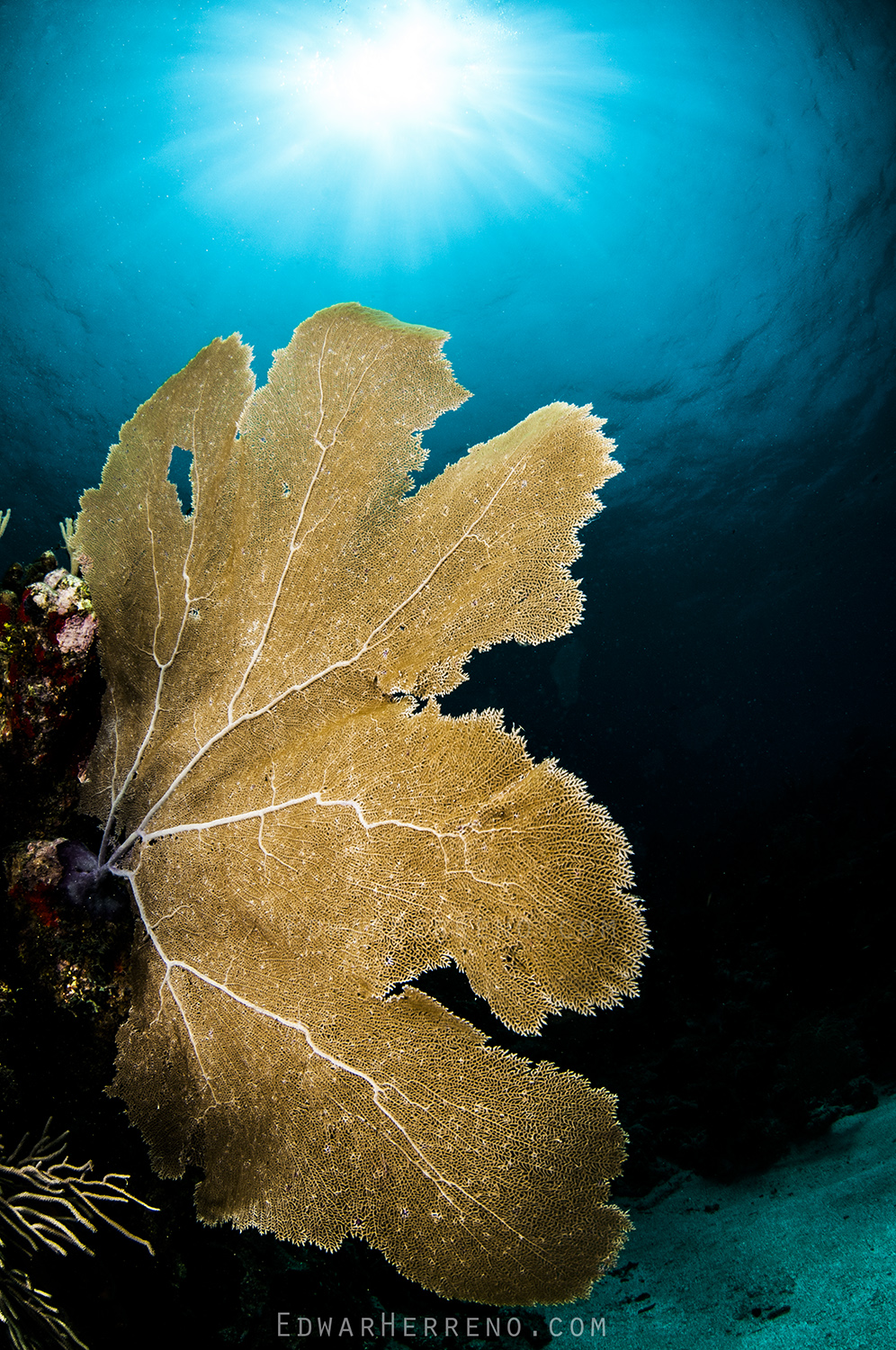 Soft Coral - Roatan