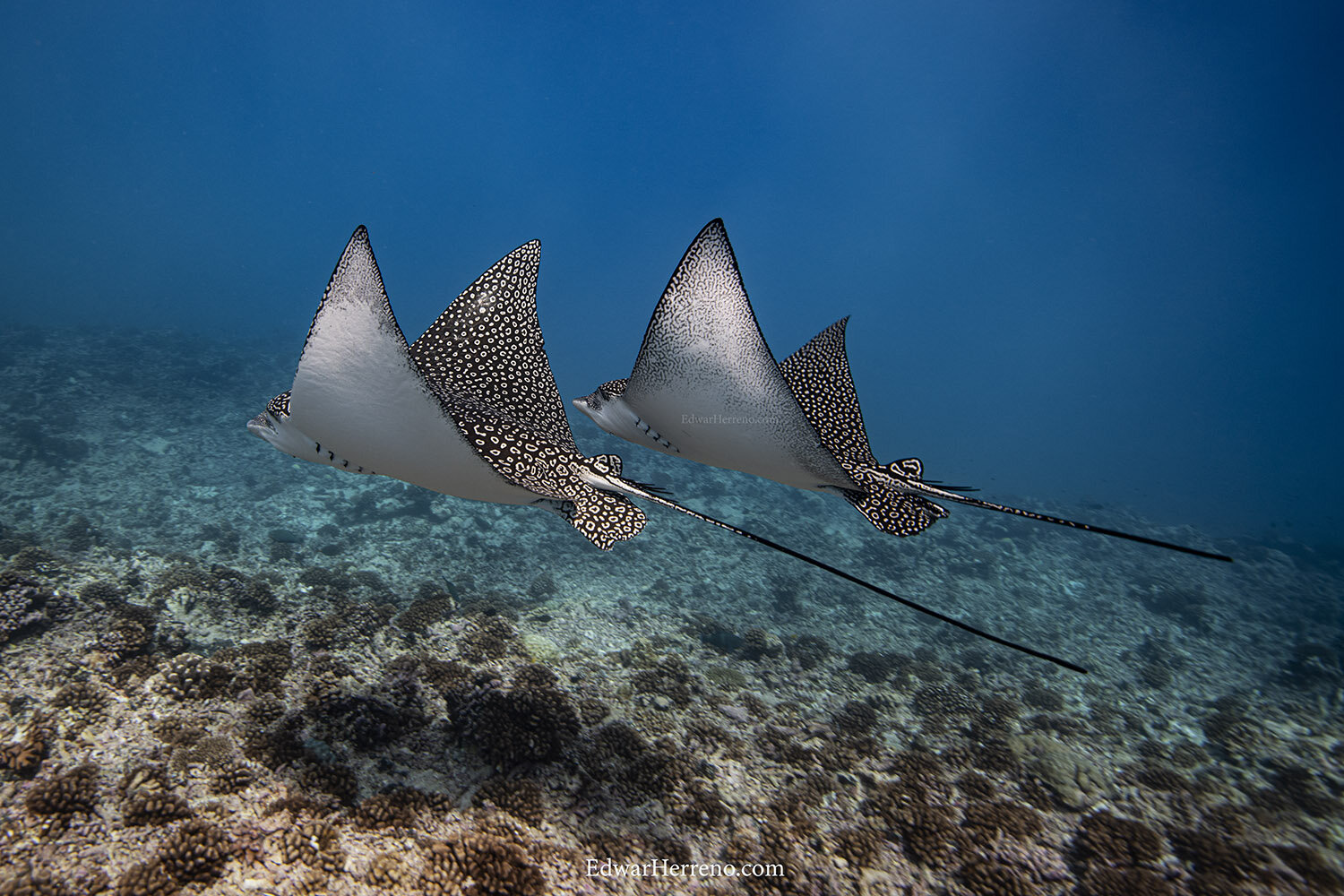 Eagle Rays - French Polynesia.