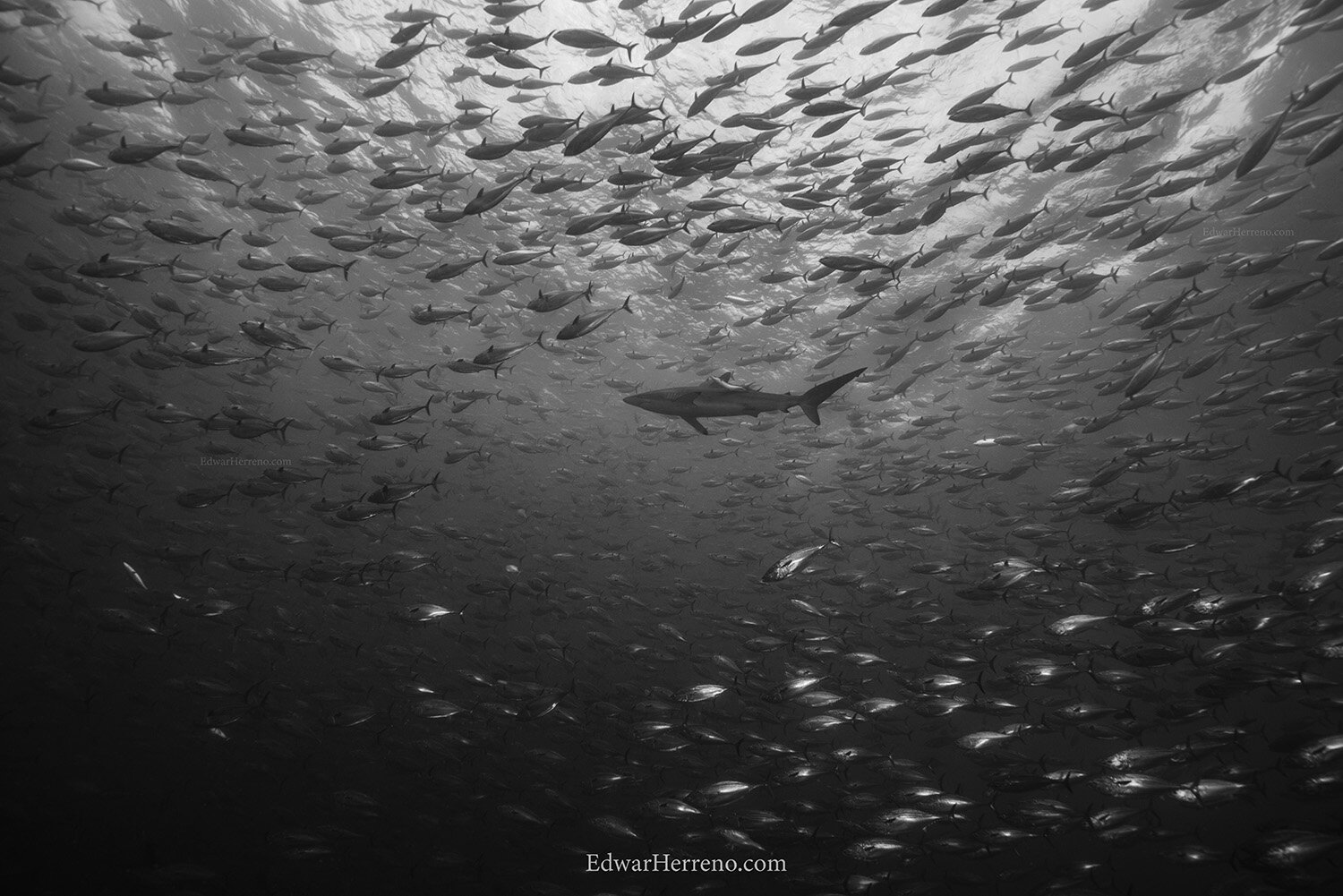 Silky shark and bonitos. Cocos Island - Costa Rica.