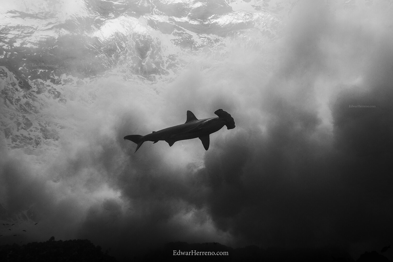 HammerHead shark. Malpelo Island - Colombia.