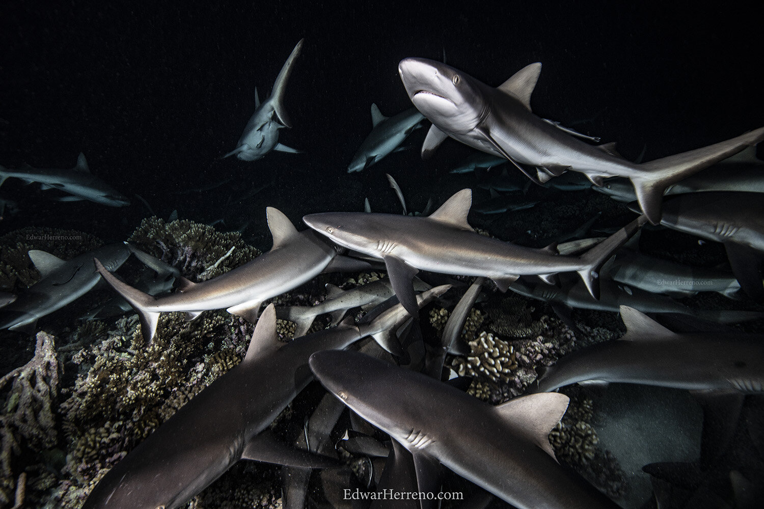 Grey reef shark. Fakarava - French Polynesia.