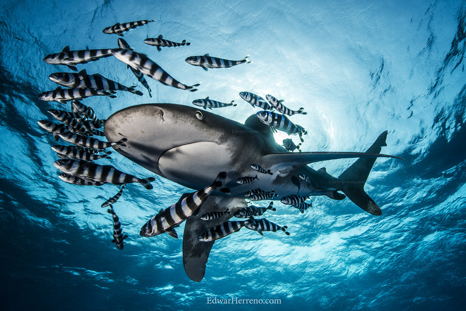 Oceanic white tip shark.  Elphinstone Reef - Egypt.