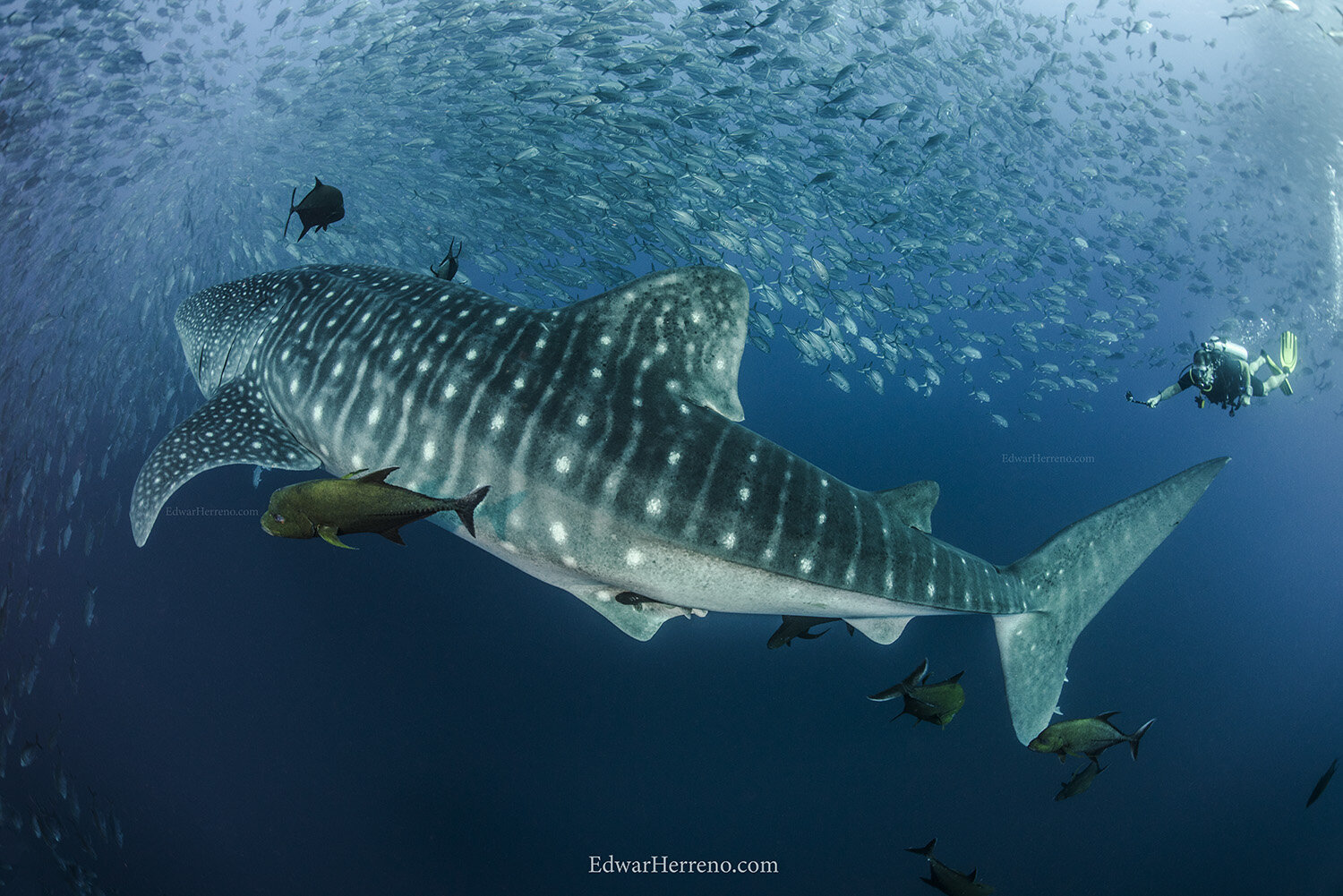 Whale shark - Dirty Rock. Cocos Island - Costa Rica.