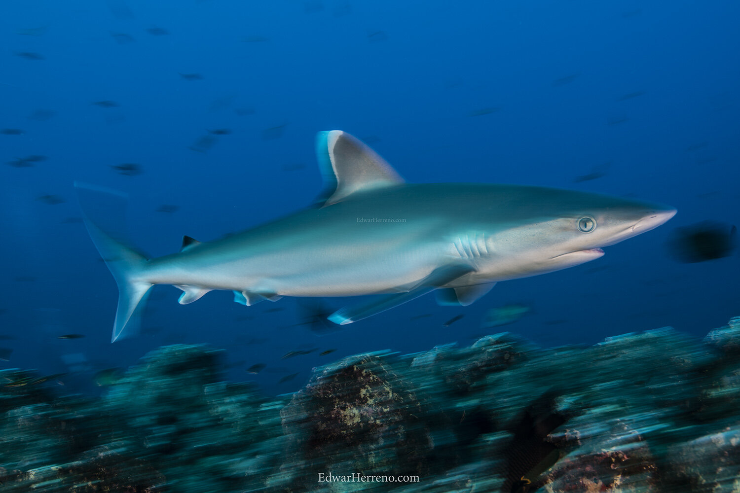 Silver tip shark. Revillagigedo - Mexico.