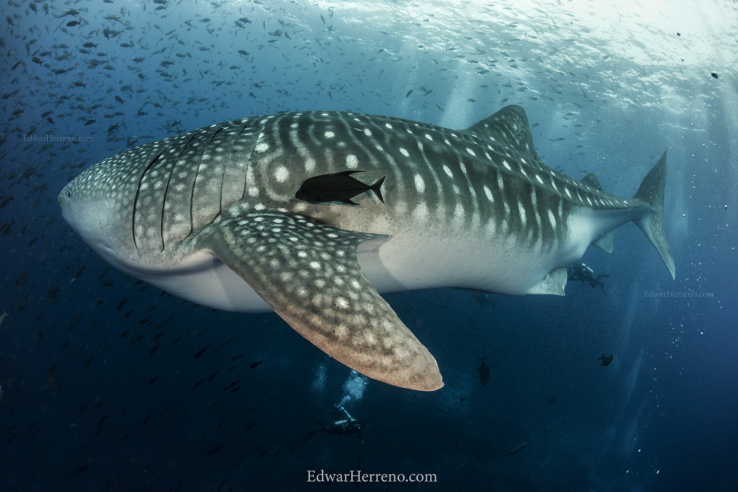 Whale shark. Darwin - Ecuador.