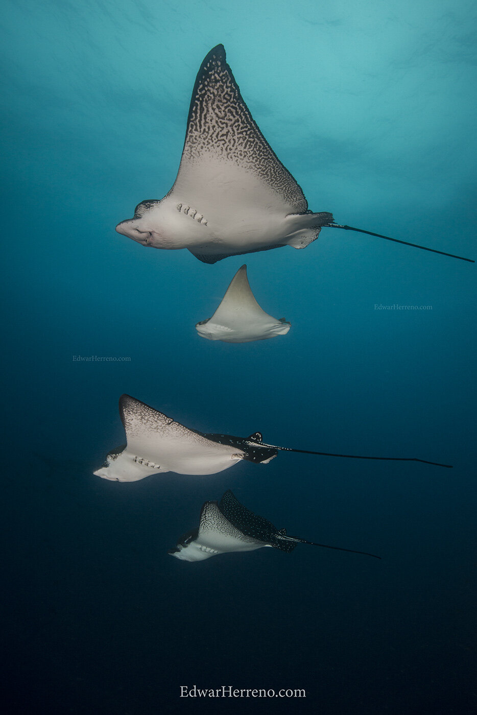 Eagle &amp; Cow nose rays - Galapagos Island.