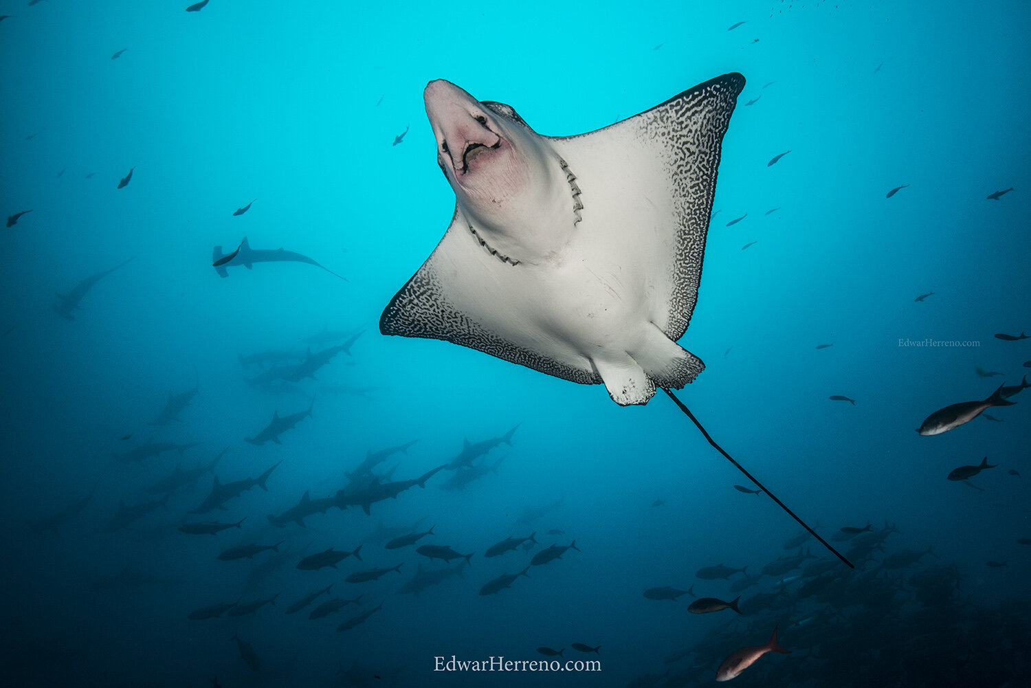 Eagle ray. Galápagos Islands - Ecuador.