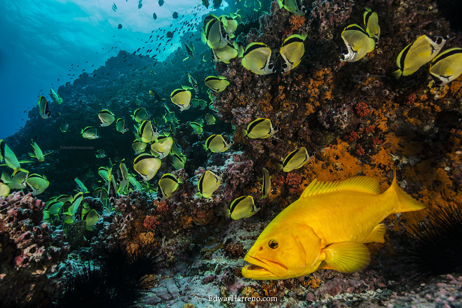 King grouper. Malpelo Island - Colombia.