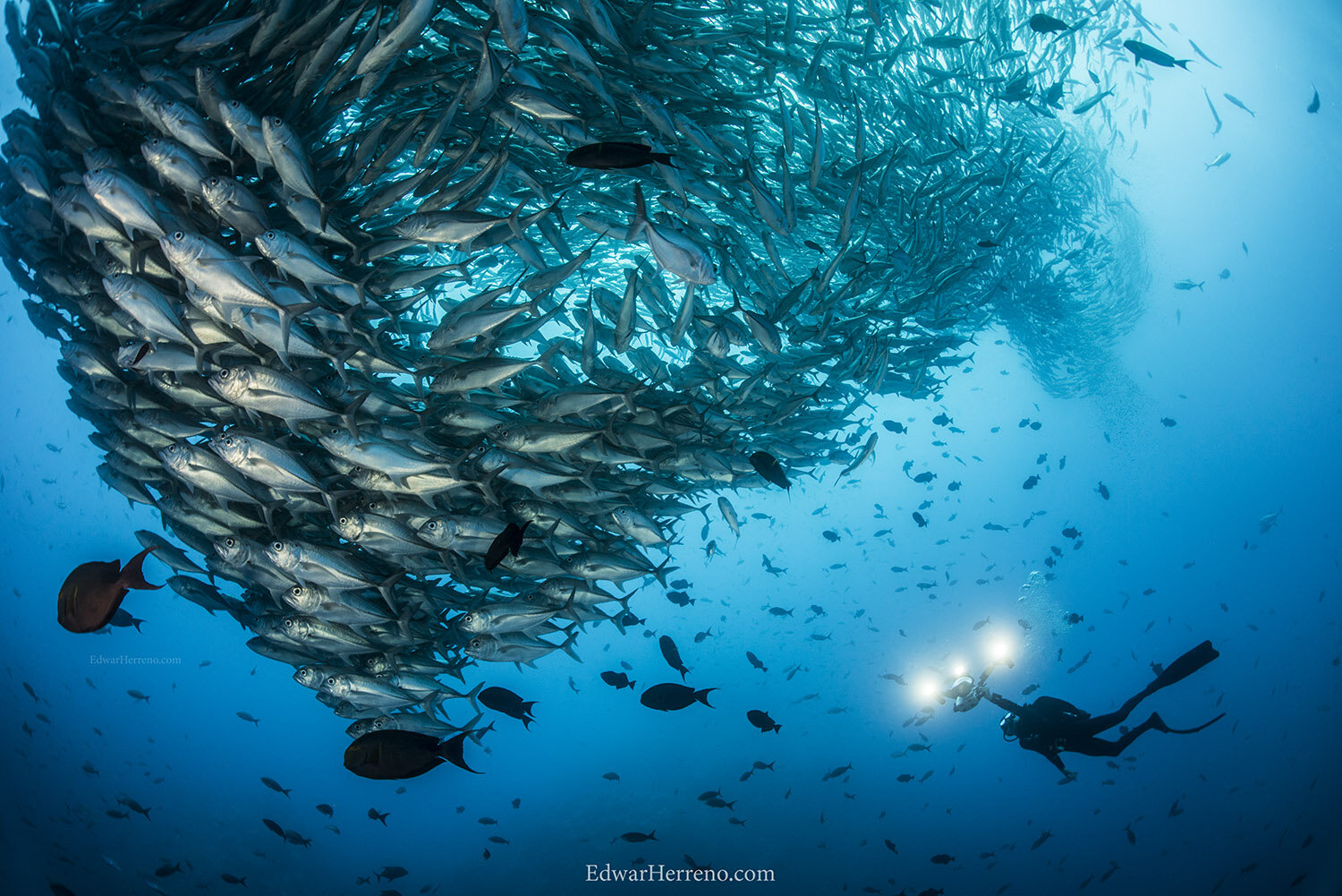 Big eye jacks - Dirty Rock. Cocos Island - Costa Rica.