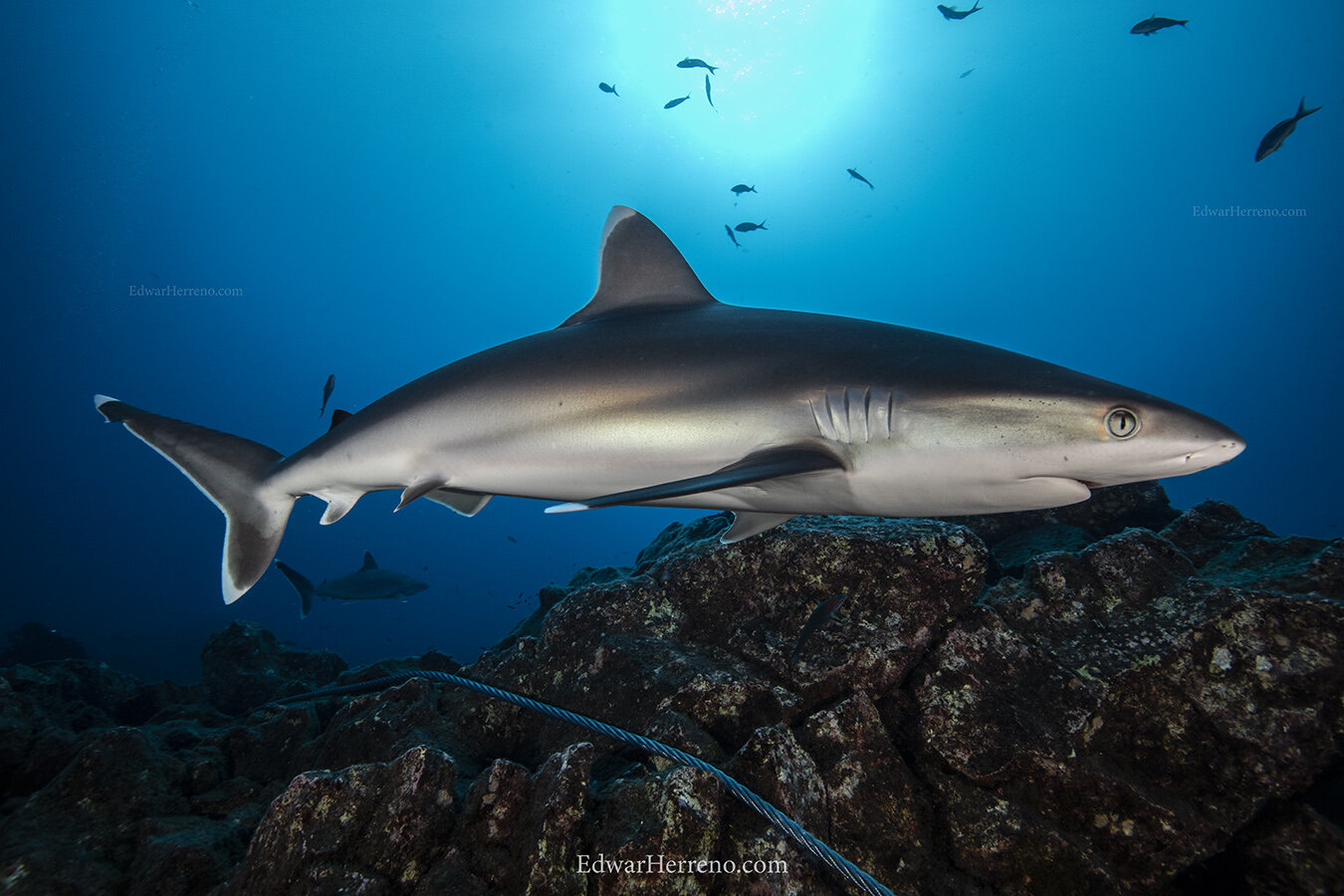 Silver tip shark.  Revillagigedo - Mexico .