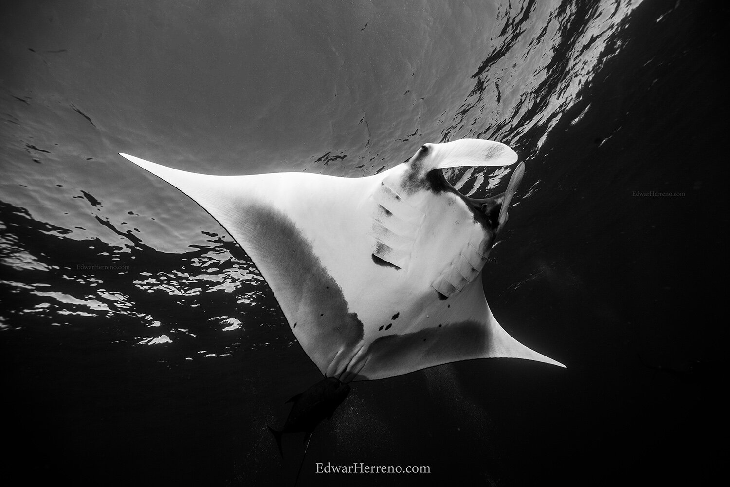 Manta ray. San Benedicto - Mexico.