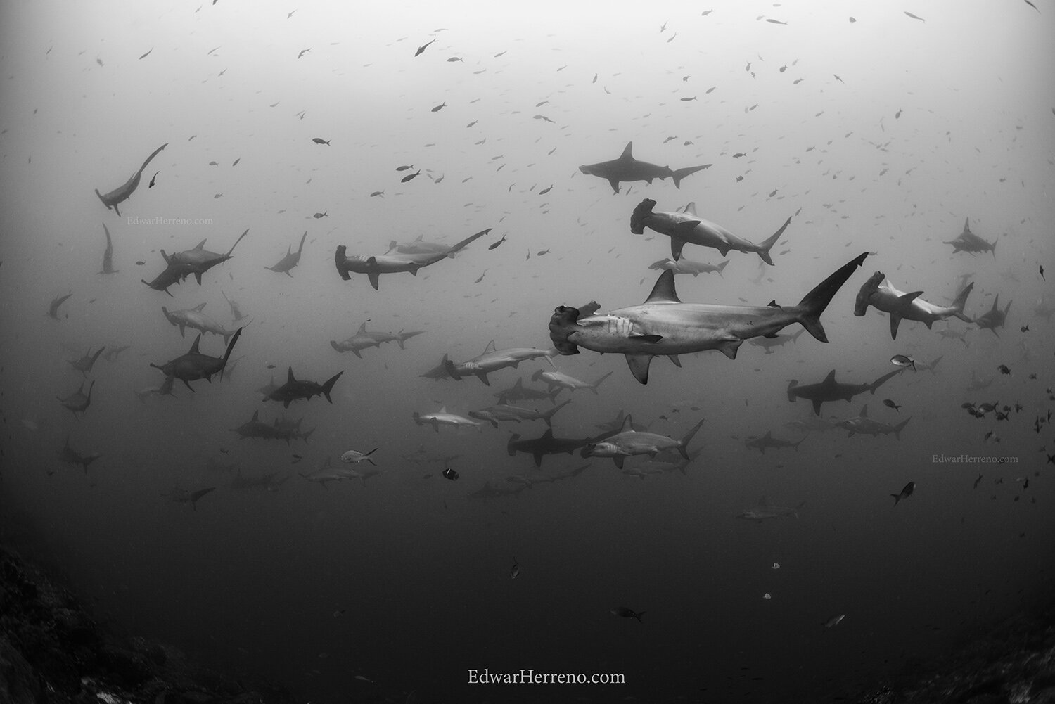 Hammerheads sharks. Wolf - Ecuador.