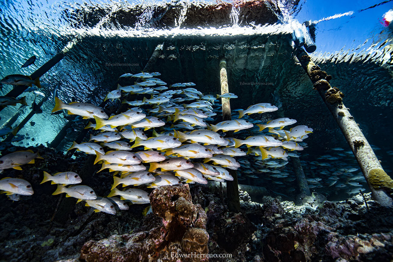 Yellow tail snappers - Fakarava.