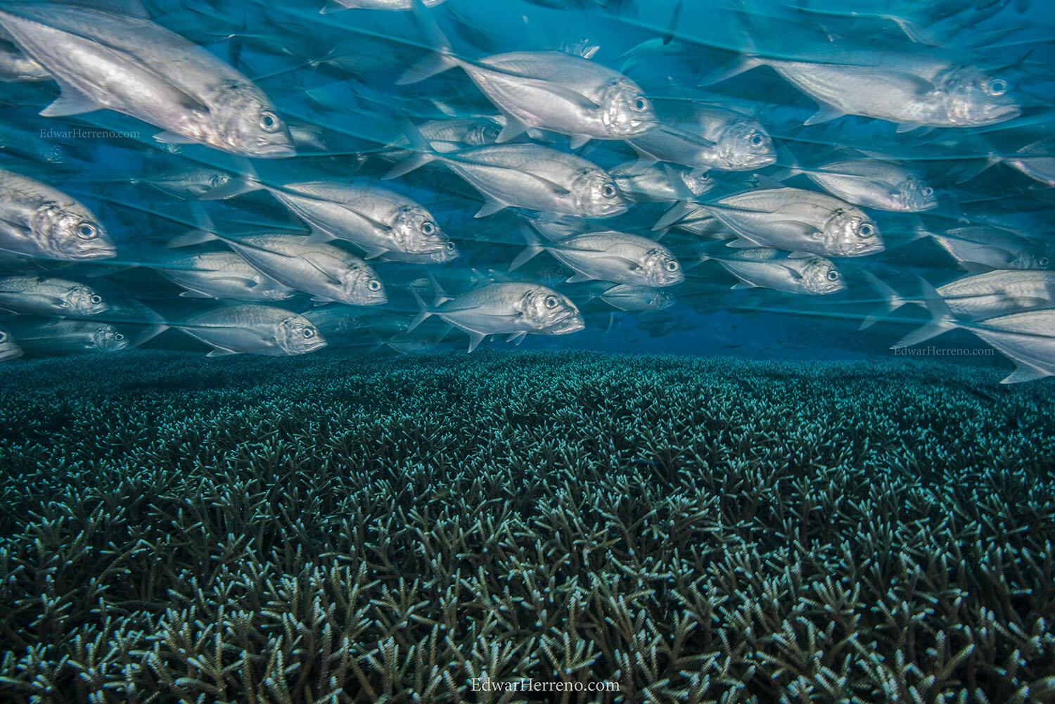 Bigeye jacks. Raja Ampat - Indonesia.