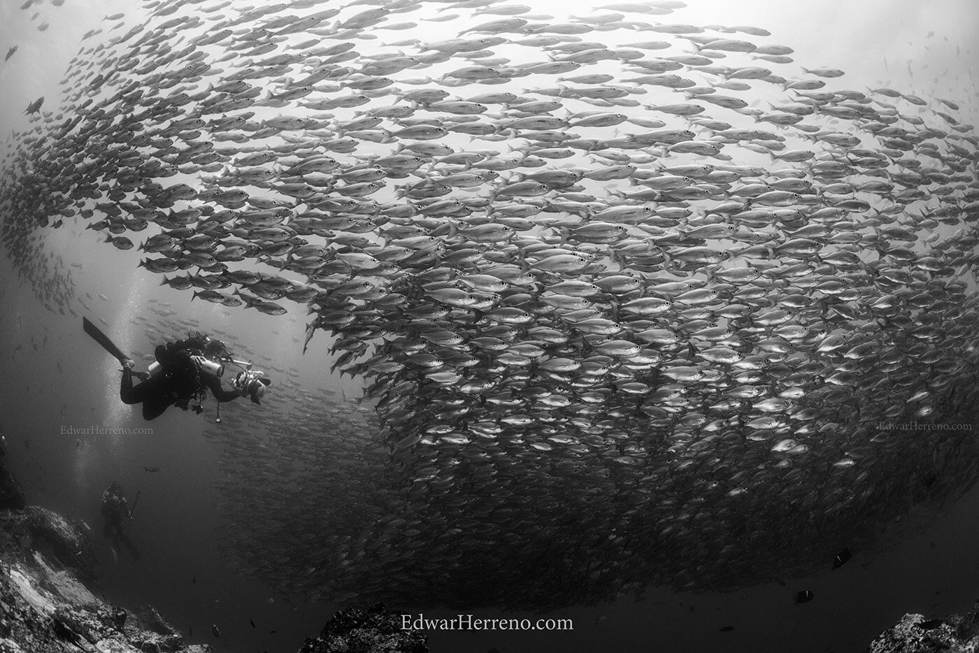 Snappers &amp; Diver - Galapagos.