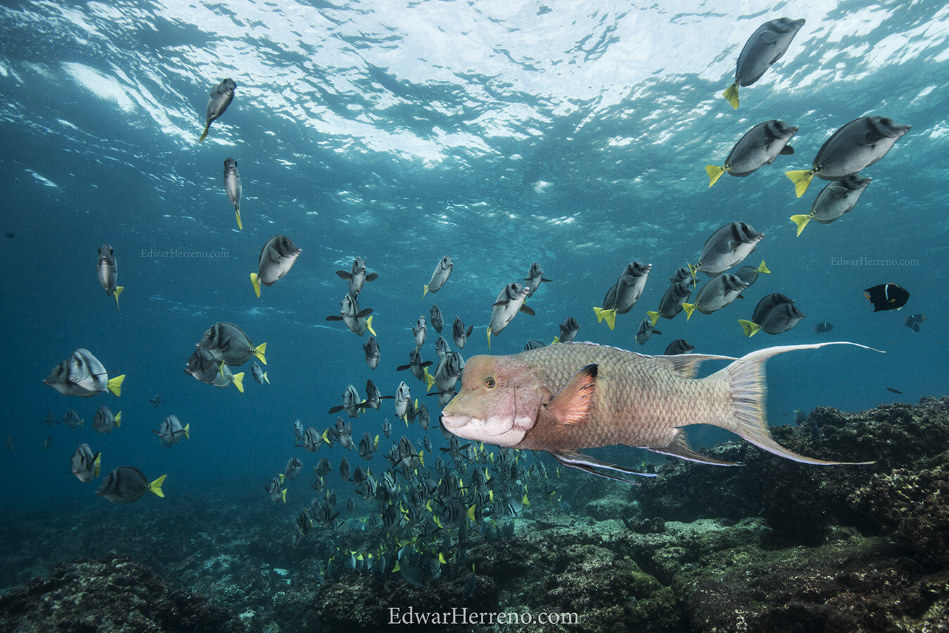 Mexicain hogfish and Yellowtail surgeon fish - Galapagos.