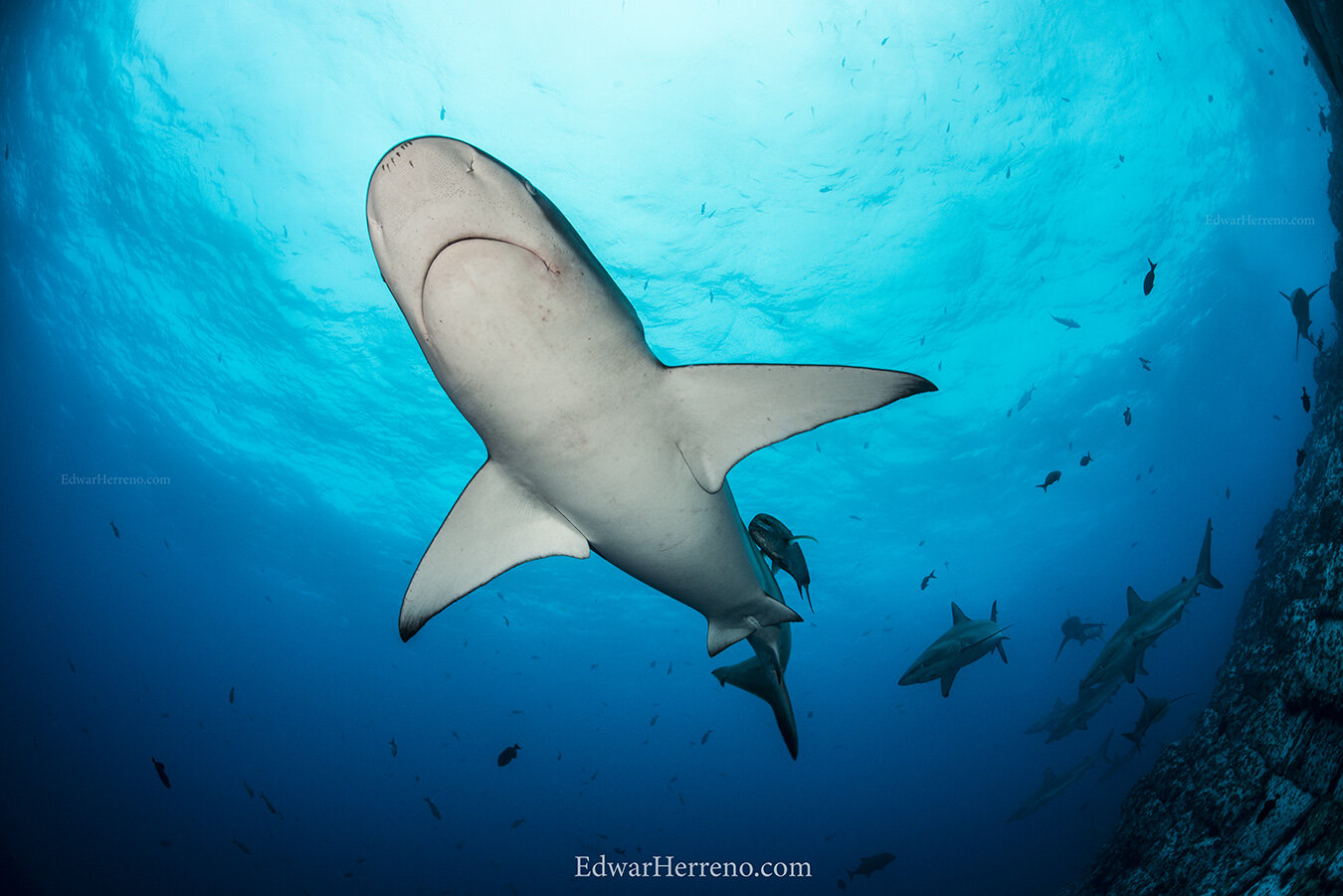 Galapagos shark. Cocos Island - Costa Rica.