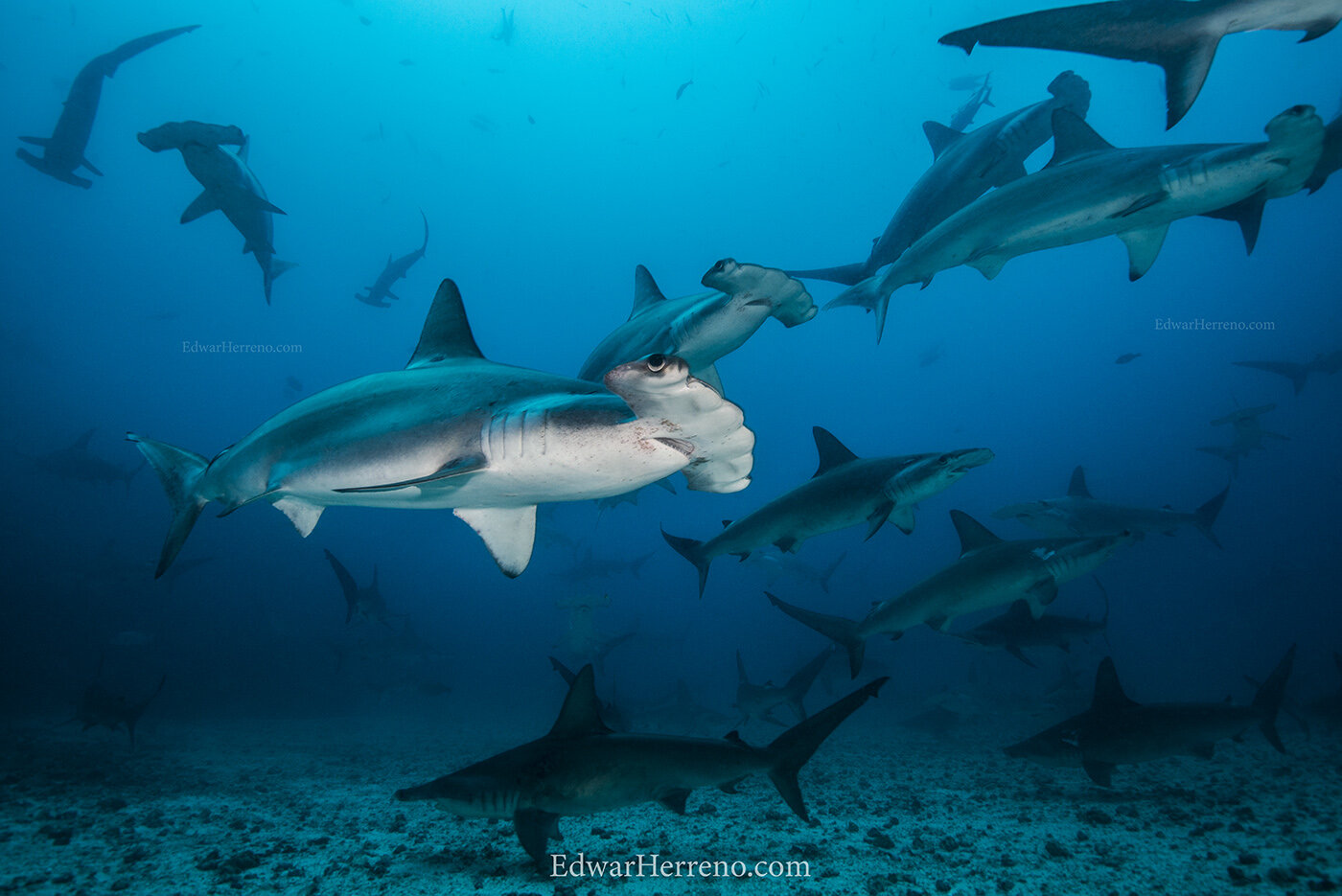 Hammerheads. Cocos Island - Costa Rica.