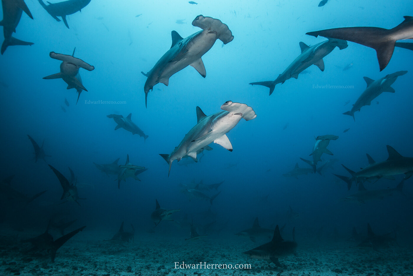 Hammerheads. Cocos Island - Costa Rica.