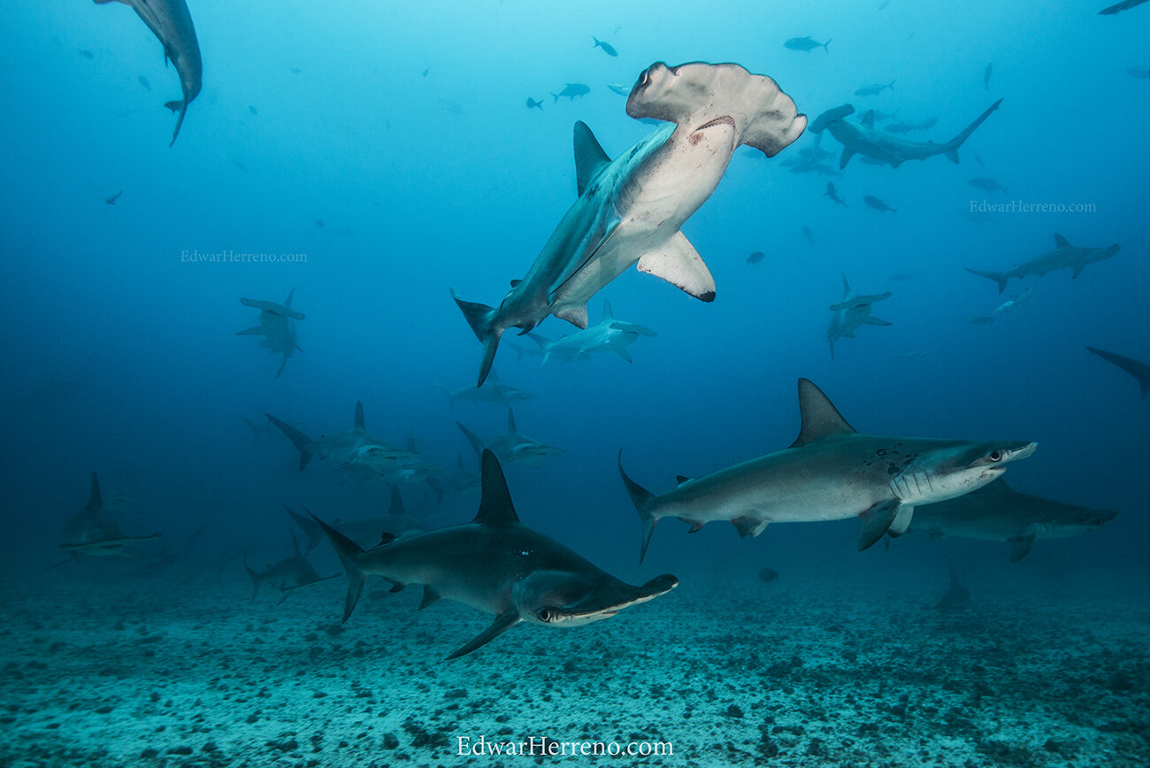 Hammerheads Sharks. Cocos Island - Costa Rica.