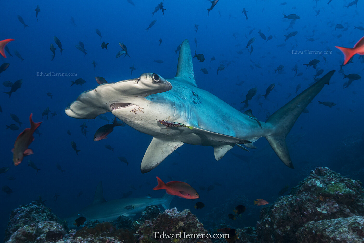 Hammerhead shark getting cleaned. Cocos Island - Costa Rica.