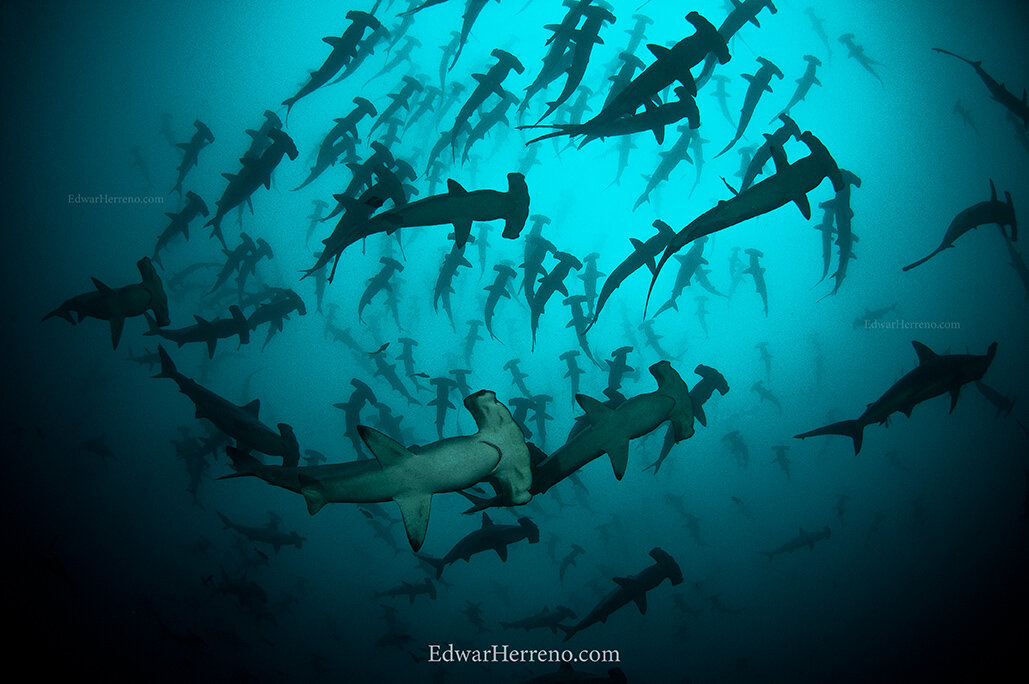 Hammerhead sharks - Alcyone. Cocos Island - Costa Rica.
