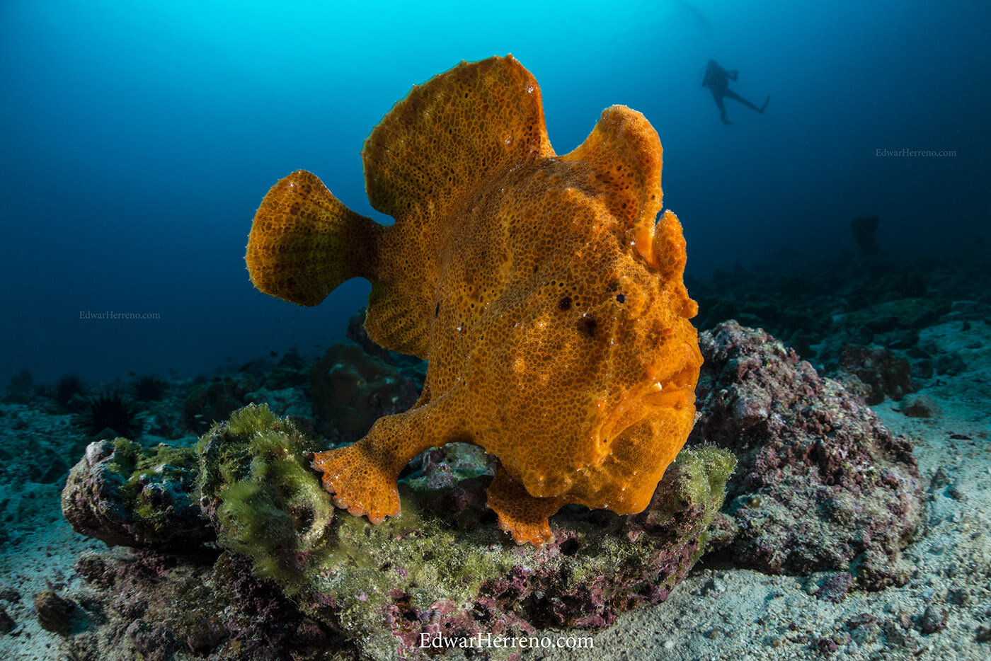 Frog fish. Cocos Island - Costa Rica.