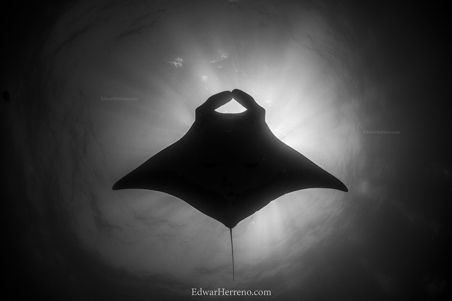 Manta Ray - Galapagos island. 