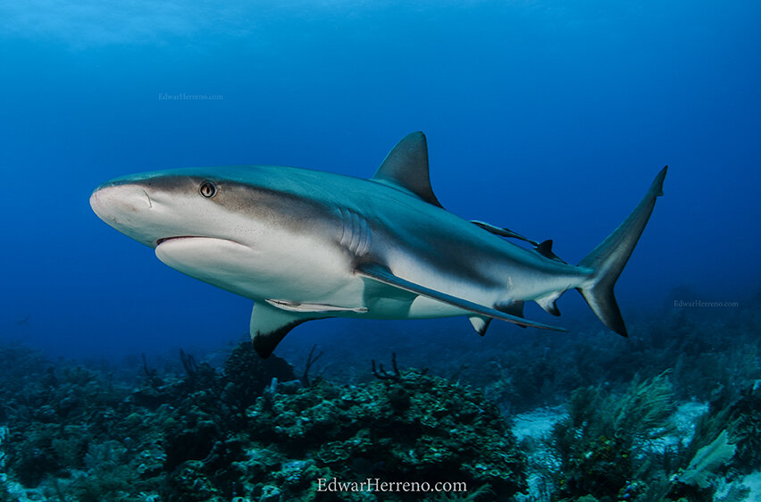 Grey reef shark. Roatan - Honduras.