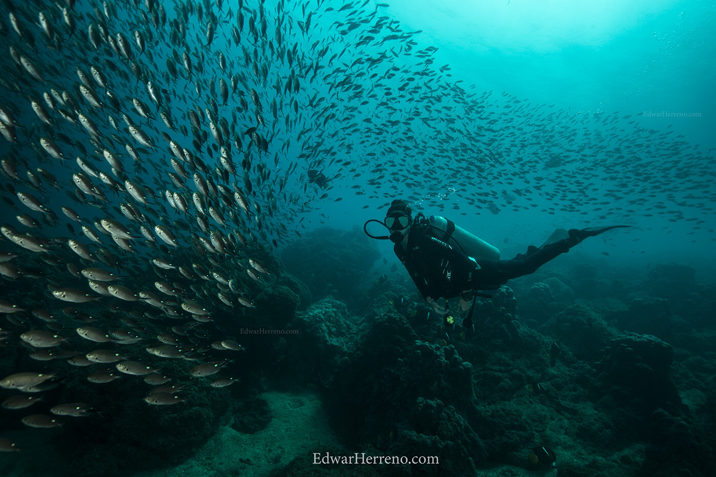 Damselfish. Bat Island - Costa Rica.