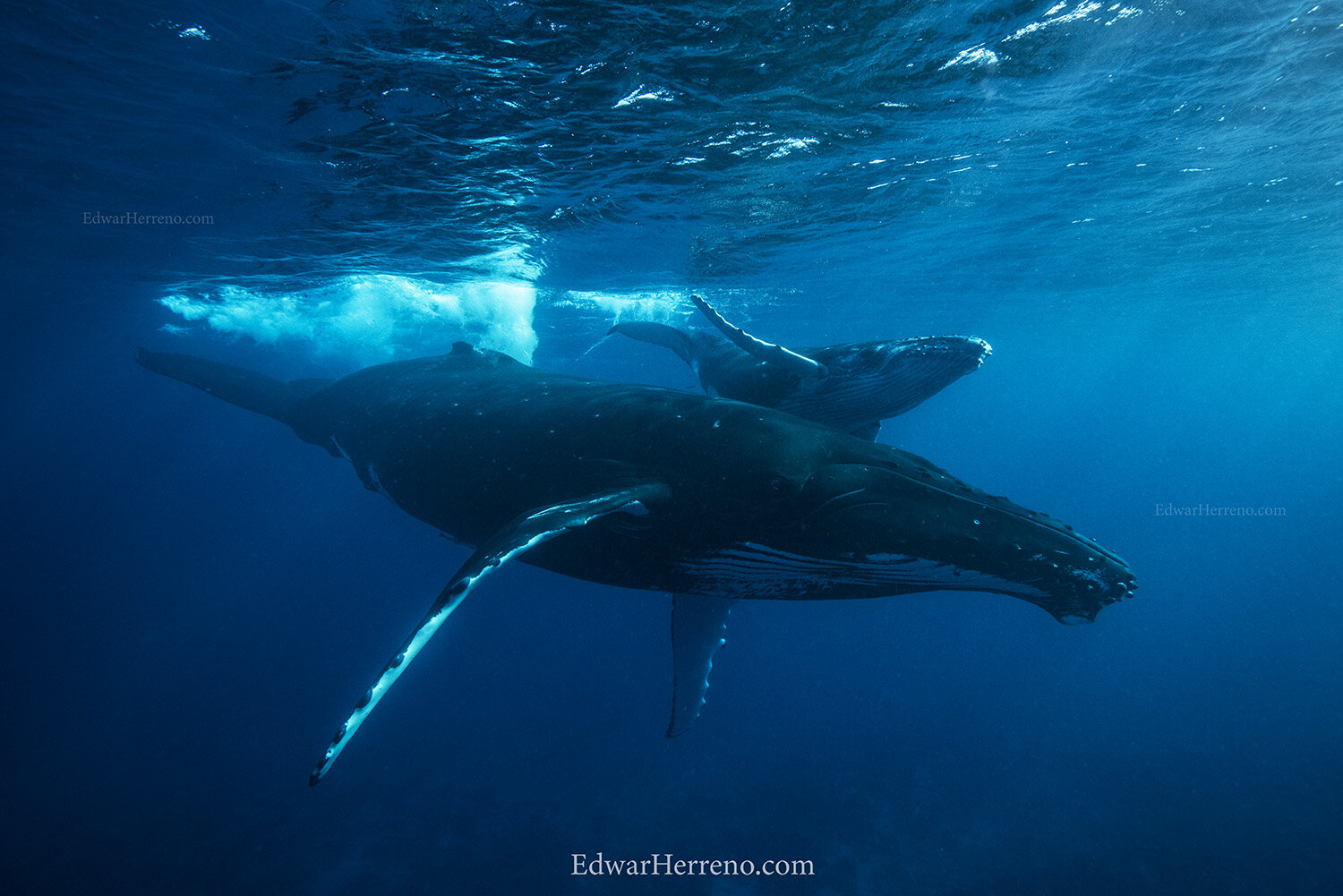 Humpback whales - French Polynesia.