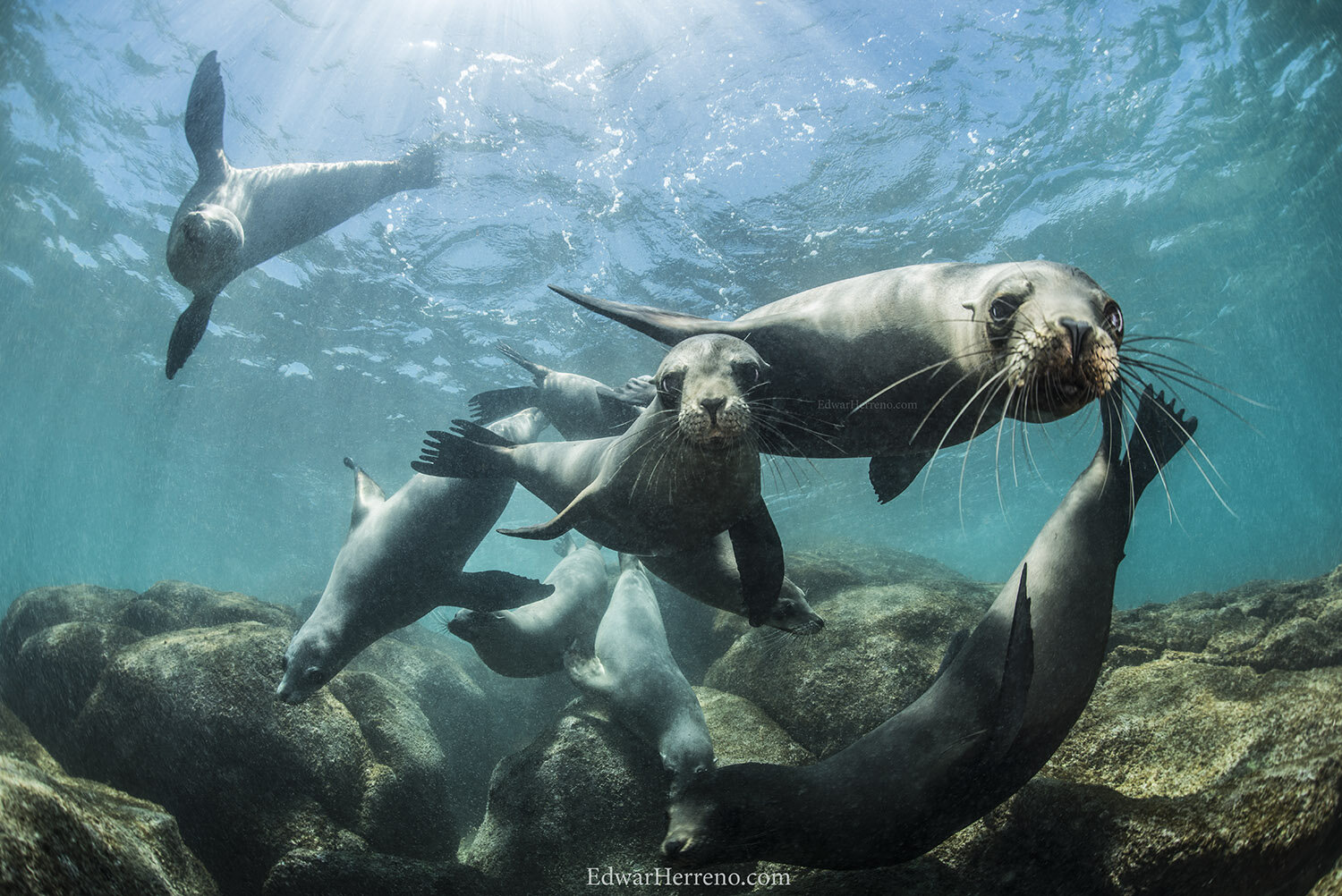 Sea lions. Galapagos Island - Ecuador.