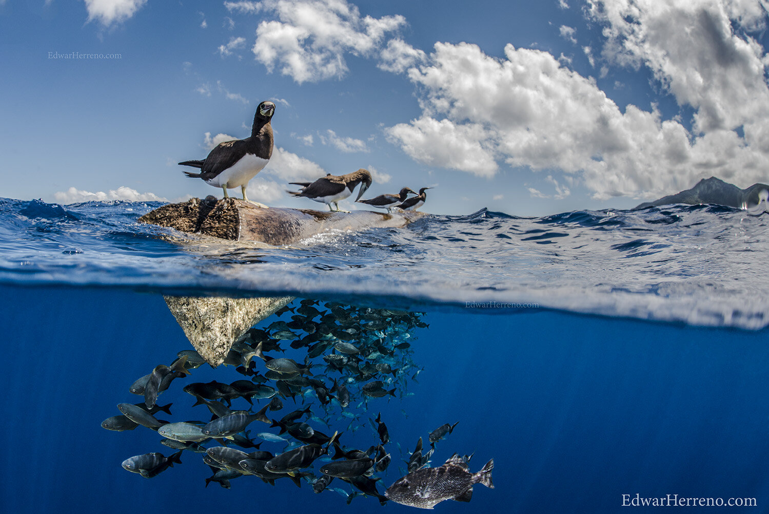 The Island. Cocos Island - Costa Rica.