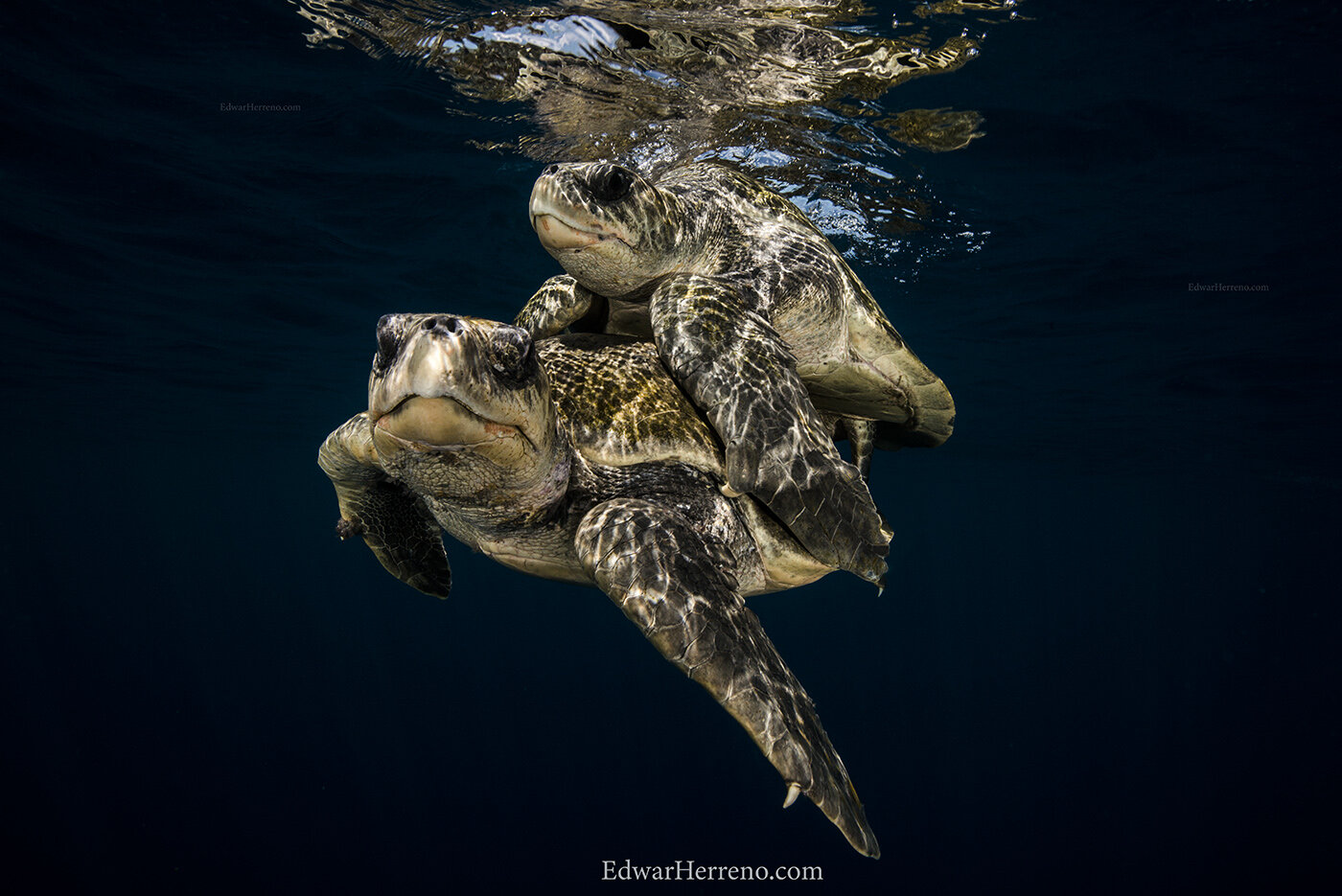 Olive Ridley turtles. Papagayo Gulf - Costa Rica.