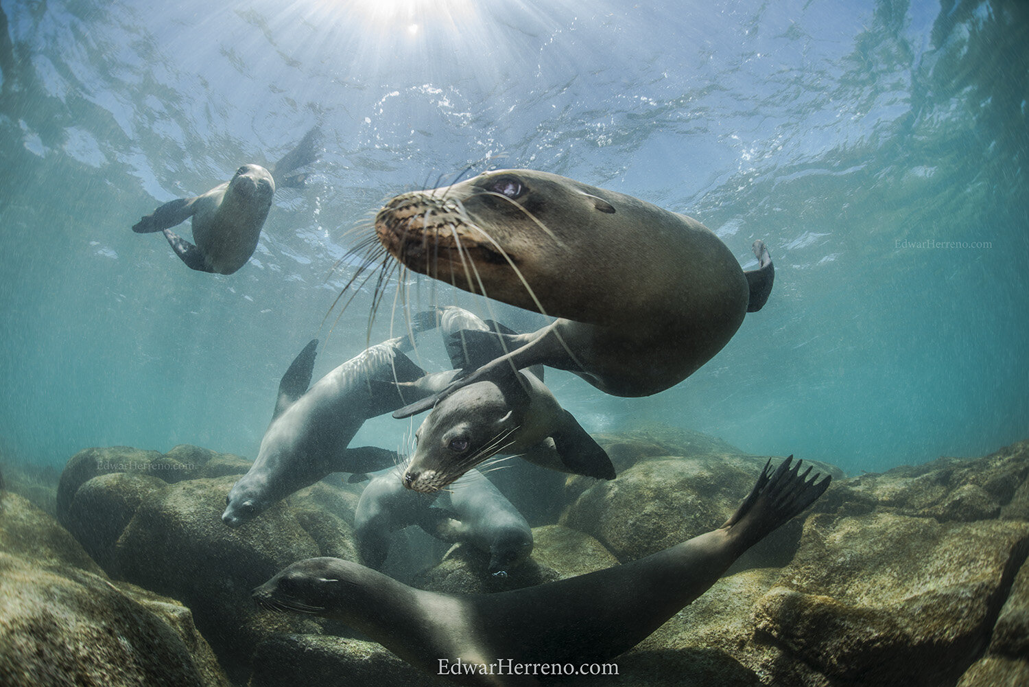 Sea lions - Galapagos