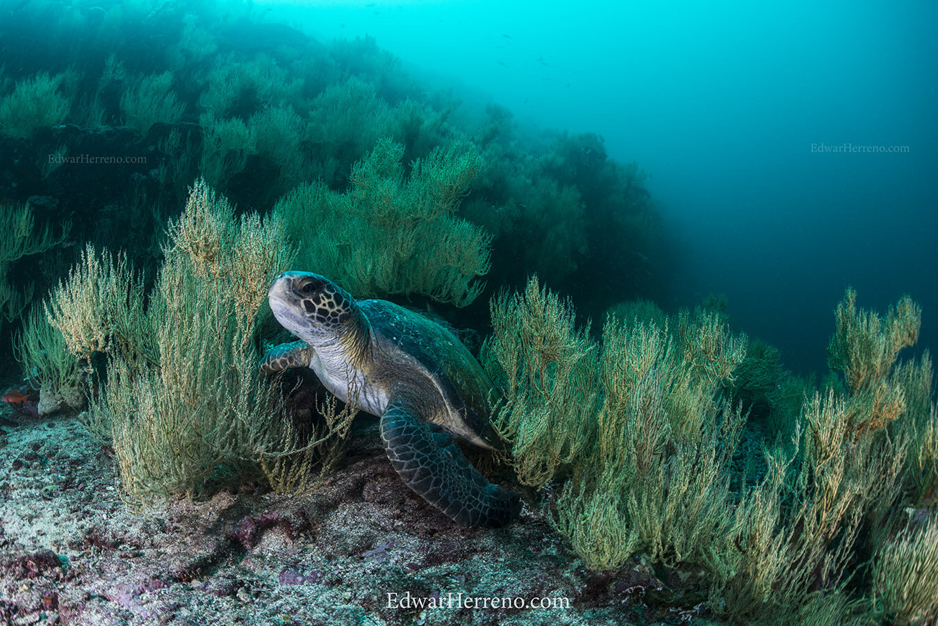 Green turtle - Galapagos Island. Shot on assignment for Ocean Blue Tree.