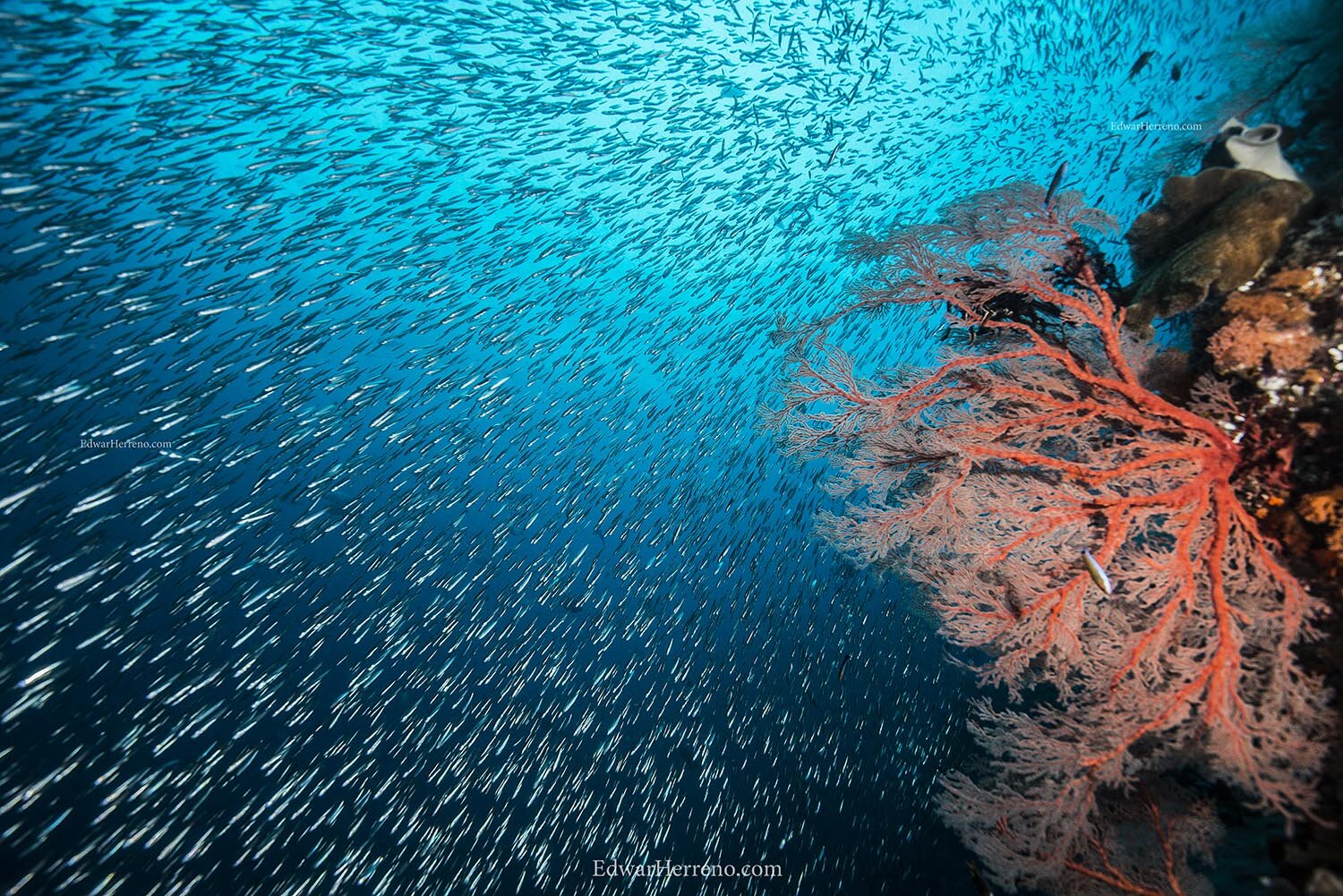 Anchovies - Raja Ampat