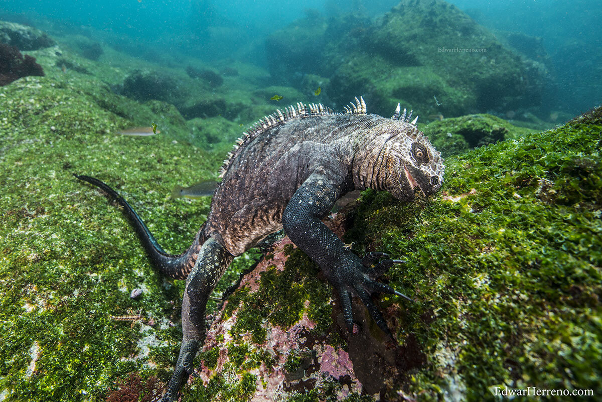 Marine iguana - Galapagos Island
