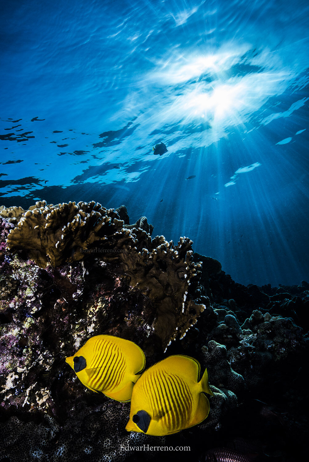 Yellow butterfly fish - Red Sea