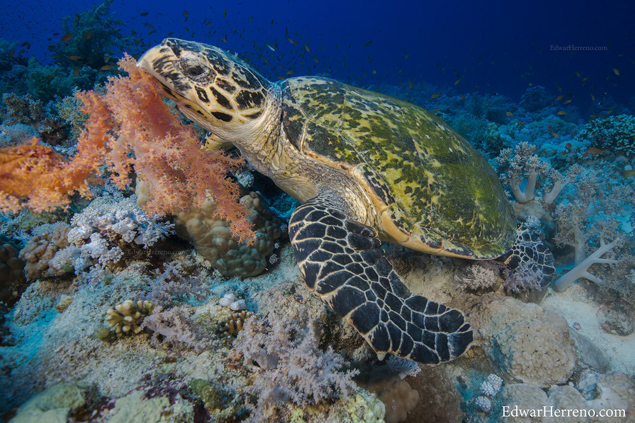 Hawksbill turtle - Red Sea